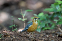 Ananthagiri Hills Forest